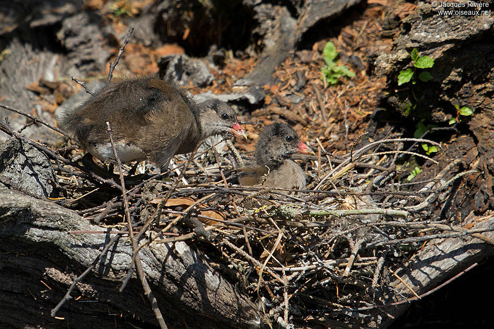 Gallinule poule-d'eauimmature, Nidification