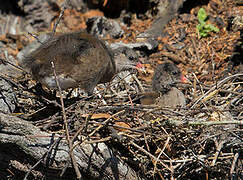 Gallinule poule-d'eau