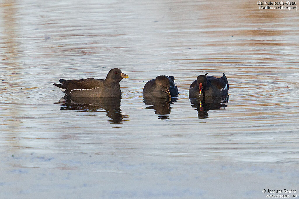 Common Moorhen, swimming