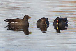 Gallinule poule-d'eau