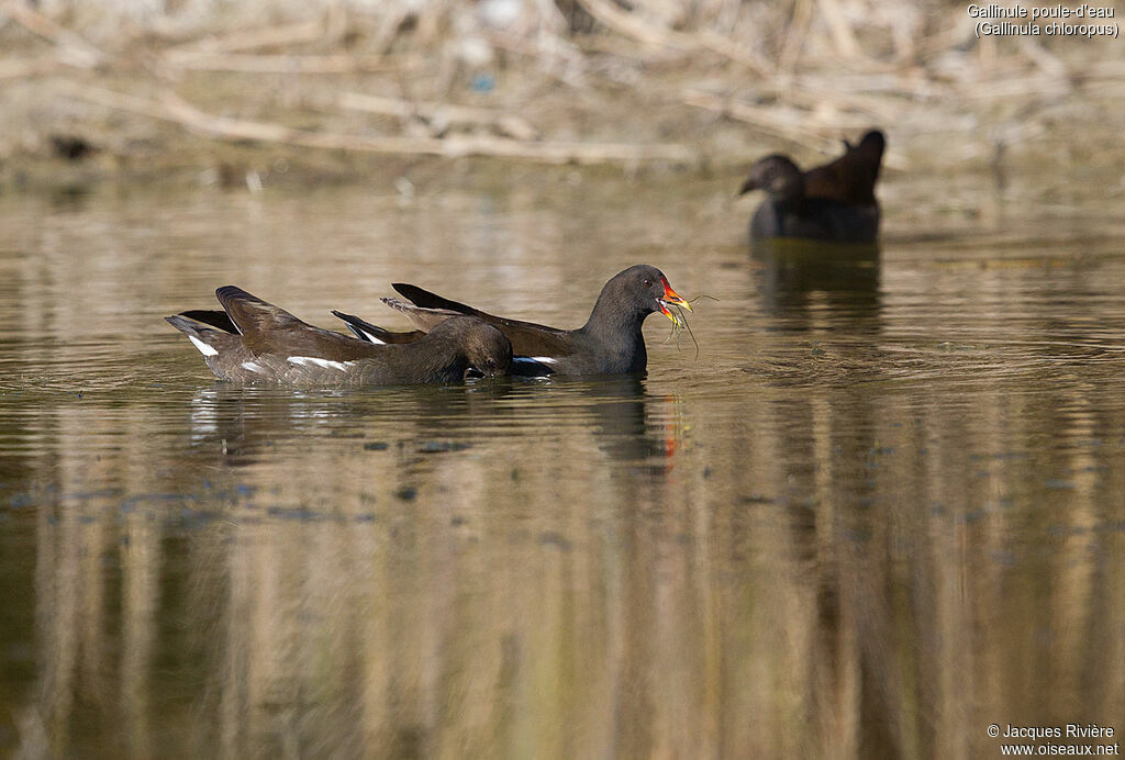 Gallinule poule-d'eau, nage, mange