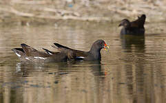 Gallinule poule-d'eau