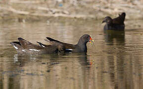 Common Moorhen