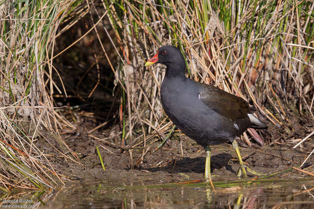 Gallinule poule-d'eauadulte, identification