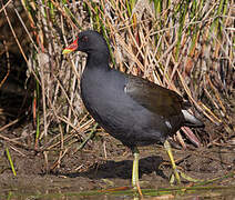 Gallinule poule-d'eau