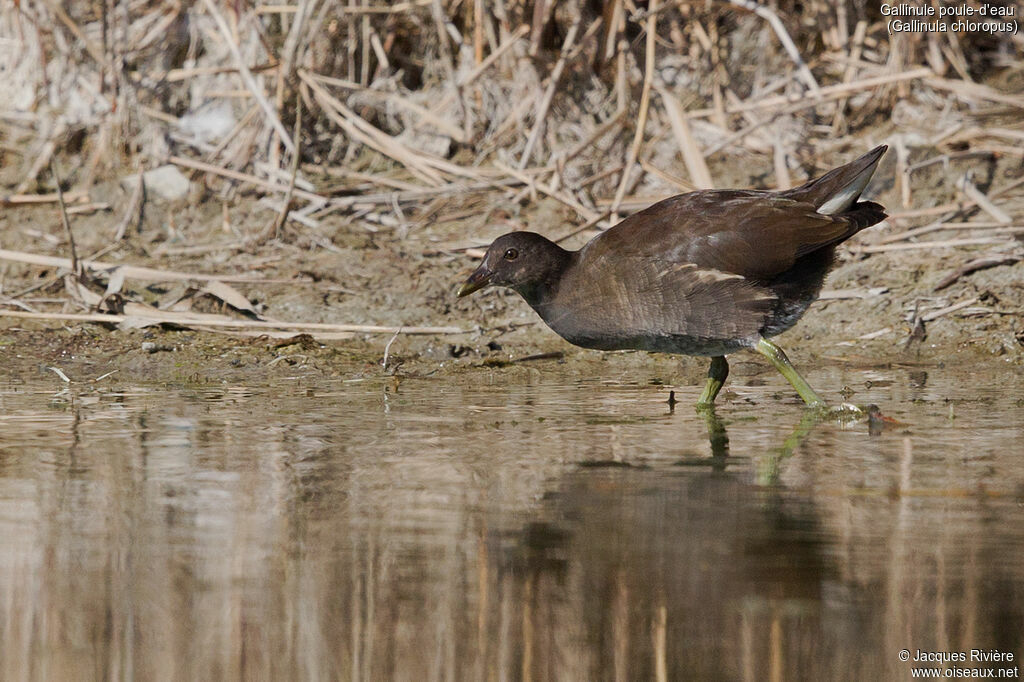 Gallinule poule-d'eauimmature