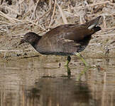 Gallinule poule-d'eau