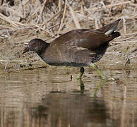 Common Moorhen