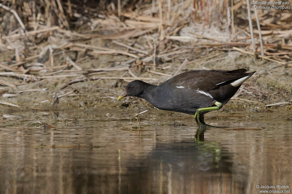 Gallinule poule-d'eauimmature, identification, marche