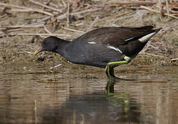 Common Moorhen