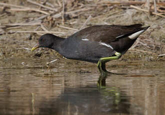 Gallinule poule-d'eau