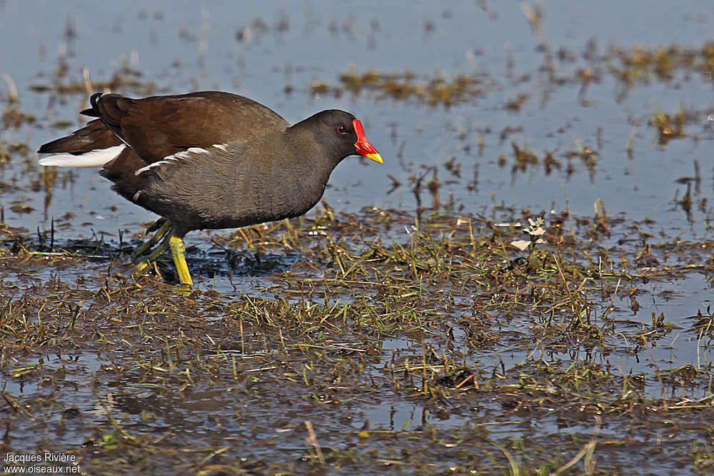 Gallinule poule-d'eauadulte nuptial, identification