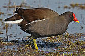 Gallinule poule-d'eau