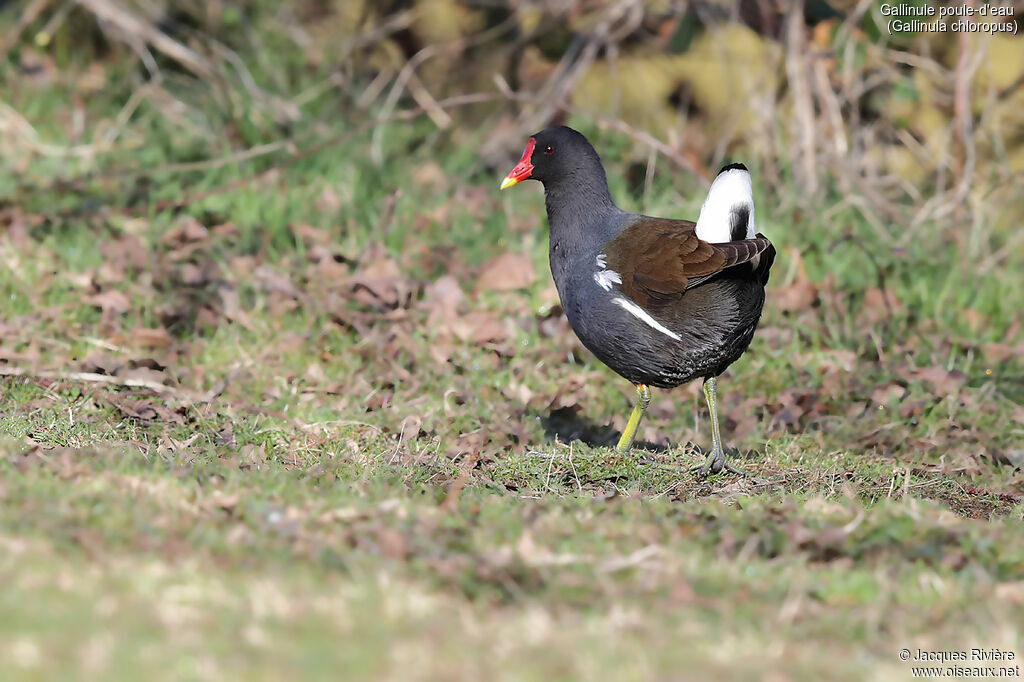 Gallinule poule-d'eauadulte nuptial, identification, marche