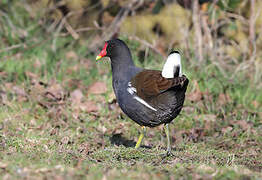 Gallinule poule-d'eau