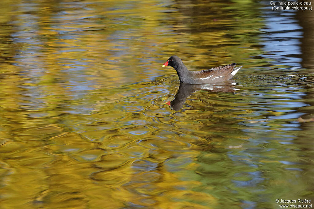 Common Moorhenadult, identification, swimming