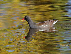 Common Moorhen