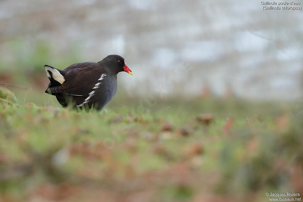 Gallinule poule-d'eauadulte, identification, marche