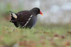 Common Moorhen