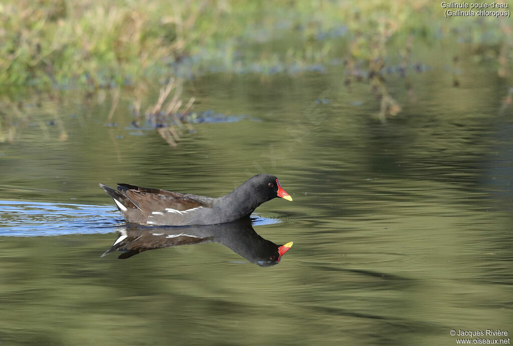 Common Moorhenadult, identification, swimming