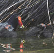 Gallinule poule-d'eau