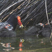 Common Moorhen