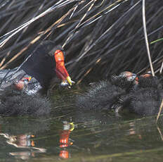 Gallinule poule-d'eau