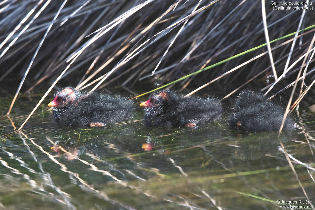 Gallinule poule-d'eauPoussin, identification, nage