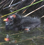 Gallinule poule-d'eau