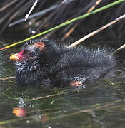 Common Moorhen