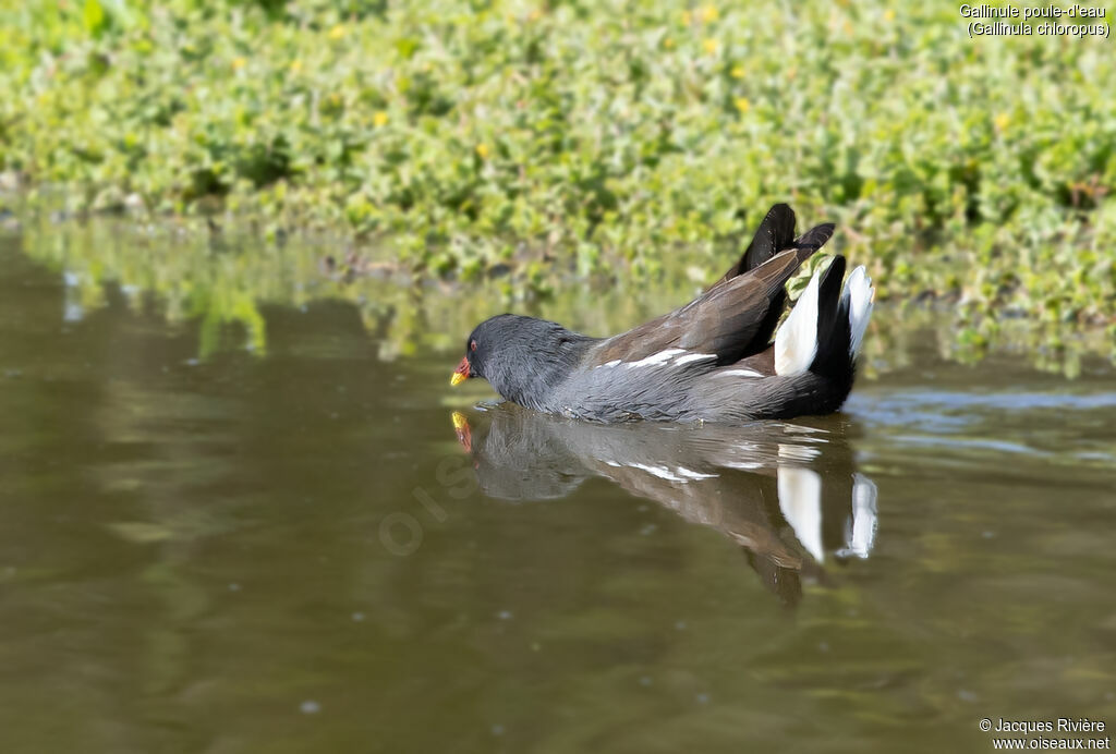 Gallinule poule-d'eauadulte nuptial, identification, nage, chant