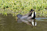 Gallinule poule-d'eau