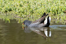 Gallinule poule-d'eau