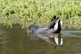 Common Moorhen