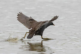 Common Moorhen