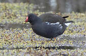 Gallinule poule-d'eau