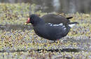 Gallinule poule-d'eau