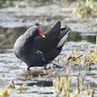 Gallinule poule-d'eau
