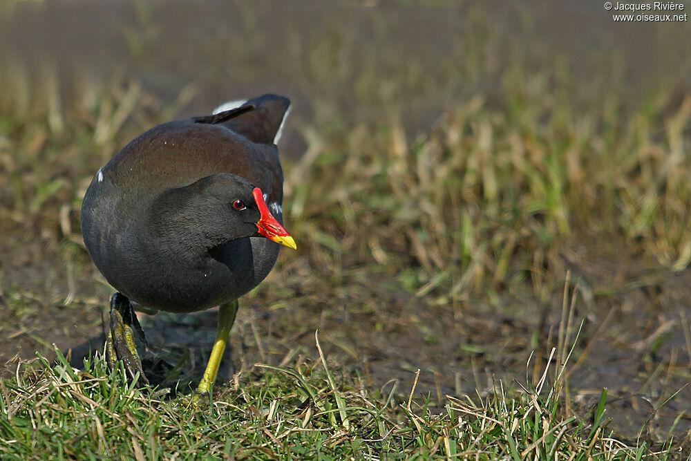 Gallinule poule-d'eauadulte nuptial