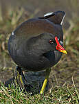 Gallinule poule-d'eau