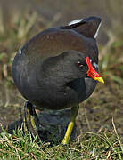 Common Moorhen