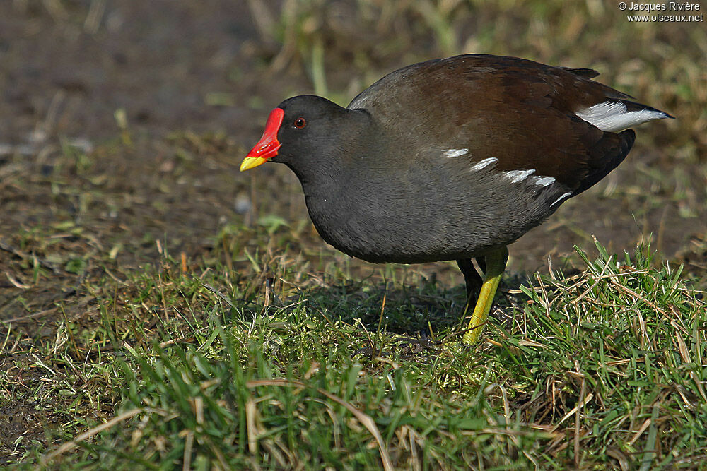 Gallinule poule-d'eauadulte nuptial