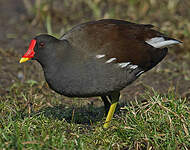 Gallinule poule-d'eau