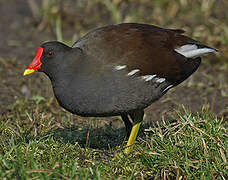 Common Moorhen