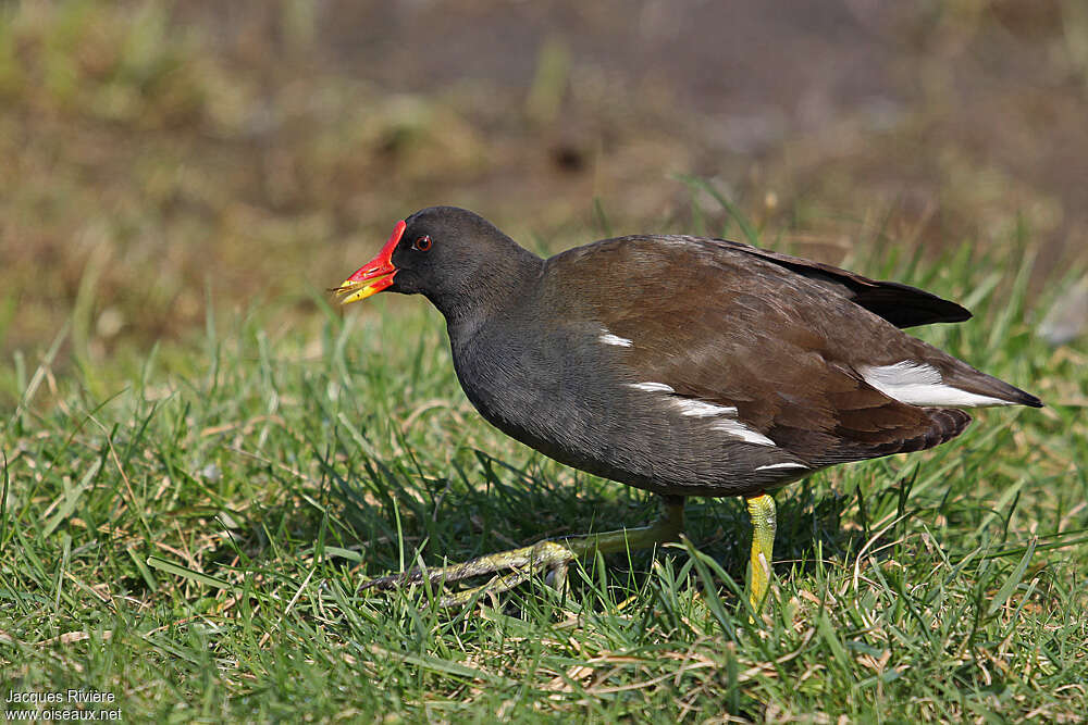 Gallinule poule-d'eauadulte nuptial, identification