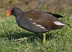 Gallinule poule-d'eau