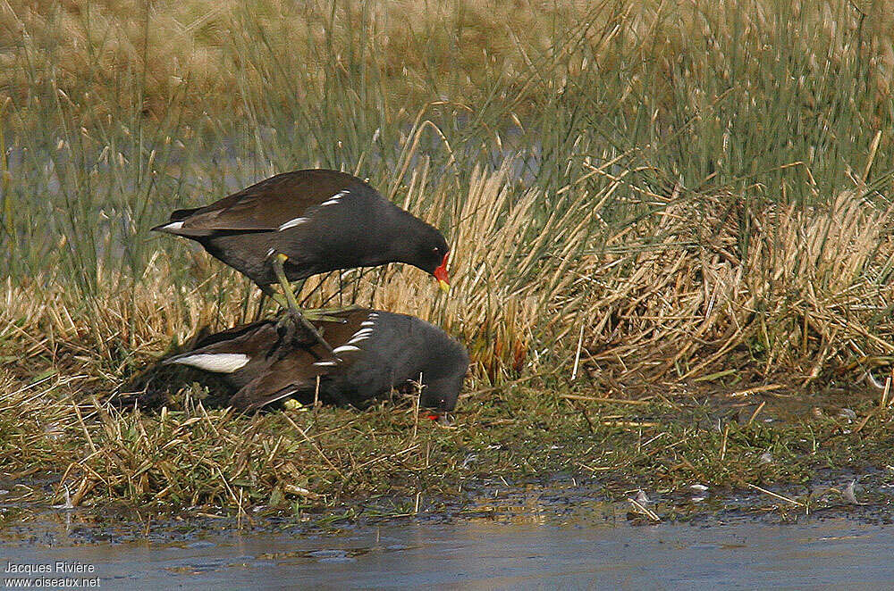 Gallinule poule-d'eauadulte nuptial, accouplement.