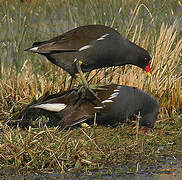 Gallinule poule-d'eau