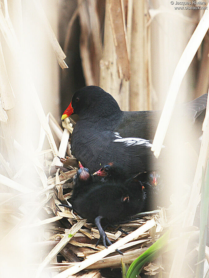 Gallinule poule-d'eaujuvénile, Nidification