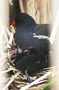 Gallinule poule-d'eau